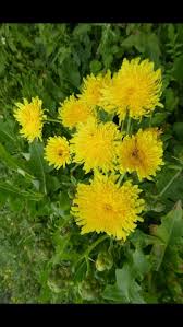 Image result for Sonchus friesii