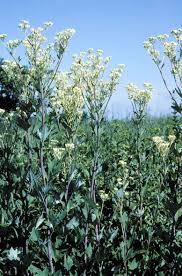 Image result for Elaphoglossum tanganjicense
