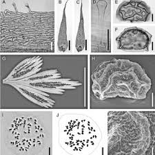 Image result for Asplenium lambinonii