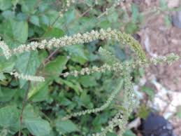 Image result for Cyathula