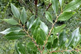Image result for Ulmus parvifolia