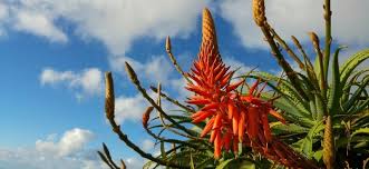 It looks vibrant, with flowering and fruiting plants, shade trees, and grasses that shimmer like spun gold in sunlight. Top Drought Proof Plants For Summer Garden Express