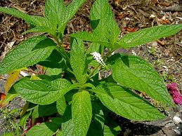 Image result for Heliotropium ciliatum