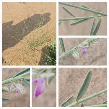 Image result for Polygala erioptera
