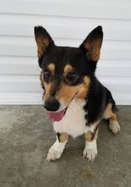 Adopt josie a black border collie / corgi / mixed dog in pekin, il (30943408)adopt josie a black border collie / corgi / mixed dog in pekin, il. Pembroke Welsh Corgi Puppy For Sale Adoption Rescue For Sale In Arthur Illinois Classified Americanlisted Com