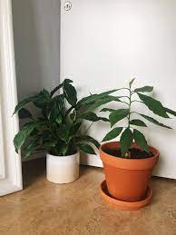 Just fyi, i believe you have to graft a cutting from a fruit bearing tree to actually get fruit. My Avocado Tree And Peace Lily Freshly Repotted Indoorgarden