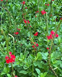 Image result for Stachytarpheta