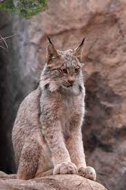 Pin On Lynx Bobs