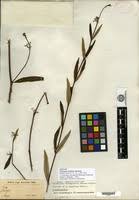 Image result for Cryptolepis oblongifolia