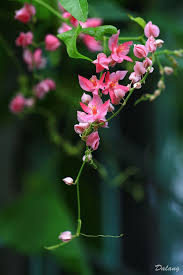Grow this shrub with pink flowers in full sun for the best blooming. Tiny Pink Flowers Beautiful Flowers Wallpaper Nature Flowers Pretty Flowers