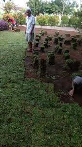 Dari pengalaman tukang taman surabaya. Harga Jual Rumput Gajah Mini Di Surabaya Tahun 2021 Tahun 2022 Rumput Taman Malang