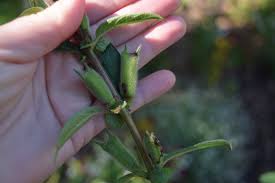 Image result for Sesamum indicum