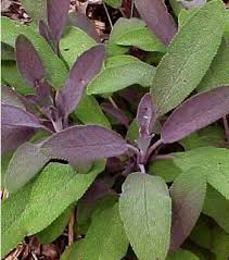 Sauge Officinale Purpurascens Salvia Officinalis Le Jardin Du Pic Vert Sauge Officinale Sauge Plante