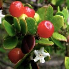 Image result for Alyxia