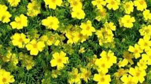 We did not find results for: Plant Of The Month Edible Flowers West Hawaii Today