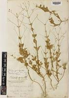 Image result for Psilotrichum