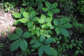 Image result for Parthenocissus quinquefolia