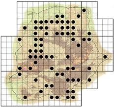 Image result for Bridelia mollis