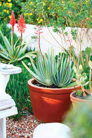 General care for aloe plicatilis fan aloe. Aloe Plicatilis The Gardener