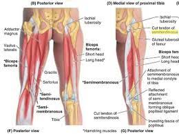 Because tendons receive less blood flow than muscle, they take a lot longer to respond to training than muscle. Posterior Compartment Thigh Muscles Flashcards Quizlet