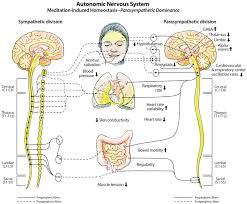 Responses Associated With Parasympathetic Dominance The Dual Sided Download Scientific Diagram