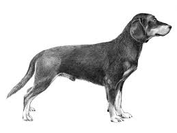 Image result for slovenský kopov