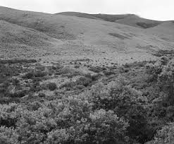 Image result for Aeschynomene pawekiae