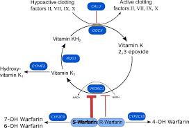 Warfarin is an anticoagulant that is difficult to use because of the wide variation in dose required to achieve a therapeutic effect, and the risk of serious bleeding. Ongoing Clinical Research The Karnes Pharmacogenomics Laboratory