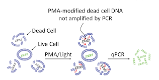The pma welcomes every level of composer into the community. Https Biotium Com Wp Content Uploads 2013 07 Pmaxx Pma Flyer Pdf