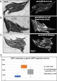 Hydrogen peroxide comes in the dark brown bottle because it breaks down to plain water when exposed to heat, light, and air. Rhizobium Induces Dna Damage In Caenorhabditis Elegans Intestinal Cells Pnas