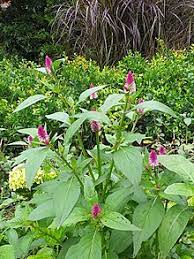 Hehe.balung ayam ni pon lama dah saya cari. Pokok Bunga Balung Ayam Wikipedia Bahasa Melayu Ensiklopedia Bebas