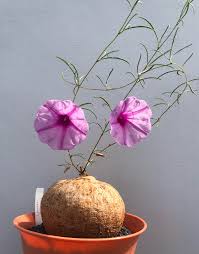 Image result for Ipomoea bolusiana