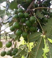 Image result for Vitex payos