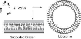 Membrane Bilayer