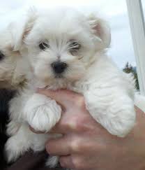 Labrador retriever puppy for sale near oregon, junction city, usa. Maltese Puppies For Sale In Oregon Maltese Puppies French Bulldog Puppiesmaltese Puppies French Bulldog Puppies