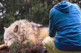 Argent gets down to business. Woman Tries To Save Wolf Doesn T Notice Pack Top5