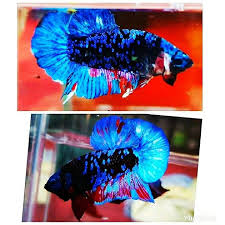 Pin Di Blue Black Stars