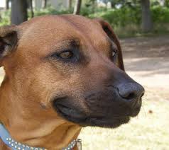 Sit down and talk to him/her and she will listin 9. Dogs Are Humans Oldest Companions Dna Shows Bbc News