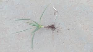 Be careful not to disturb the soil and seed bare patches to prevent weeds from moving in. Getting Rid Of Nutgrass