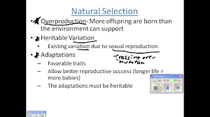 Cell cycle, mitosis, meiosis replication, transcription and translation. Staar Review Lessons Blendspace