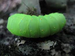 Tomato hornworm blends in with green leaves. Mycologista Polyphemus Moth Caterpillar September