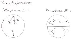Check spelling or type a new query. Ib Biology Notes 4 2 Meiosis