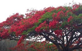 Look for a variety with some disease resistance. Best Plants To Grow In Your Garden Zameen Blog