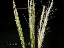Image result for Bothriochloa radicans