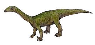 Anchisaurus is a genus of prosauropod sauropodamorphs, and lived during the early jurassic period. The Evolution Of Life On Earth