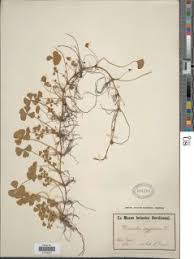 Image result for Marsilea aegyptiaca