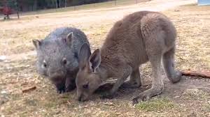 See more ideas about baby wombat, wombat, baby animals. Baby Wombat And Baby Kangaroo Are Obsessed With Each Other Videos The Dodo