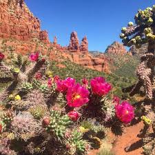 Where should i stargaze, take photos of the stars when in sedona & grand. Cactus Time In Sedona Picture Of Mystical Bazaar Sedona Tripadvisor