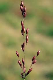 Image result for Panicum maximum