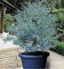 Des arbustes à fleurs au feuillage décoratif ou même. Eucalyptus Gunnii France Bleu Rengun Plante En Ligne Arbuste En Pot Fleurs Terrasse Plante Pour Jardiniere